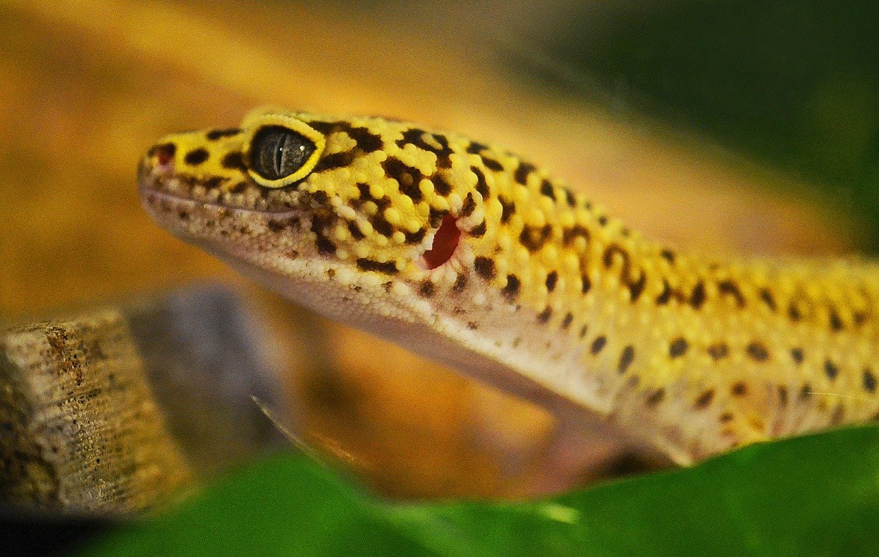 ¿Esperanza de vida de un gecko leopardo en cautiverio?