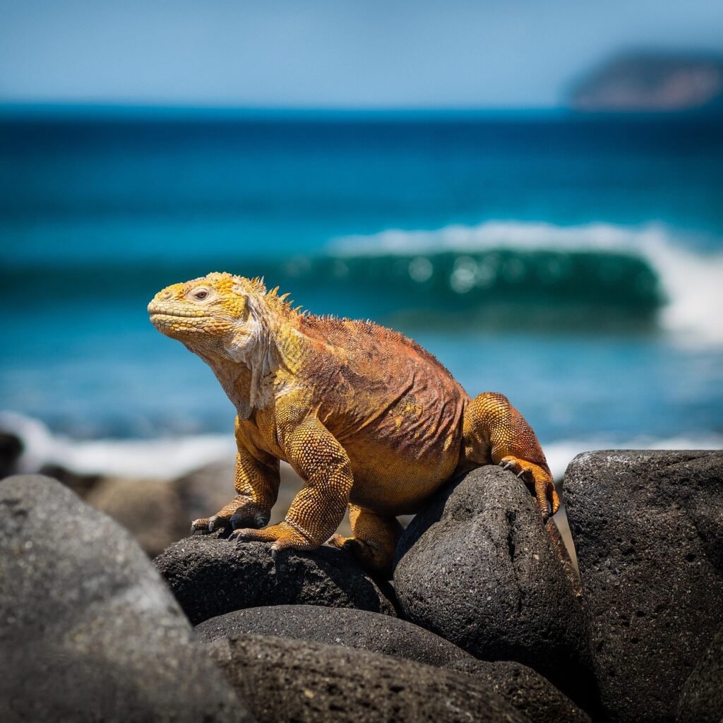Curiosidades de la Iguana galápagos