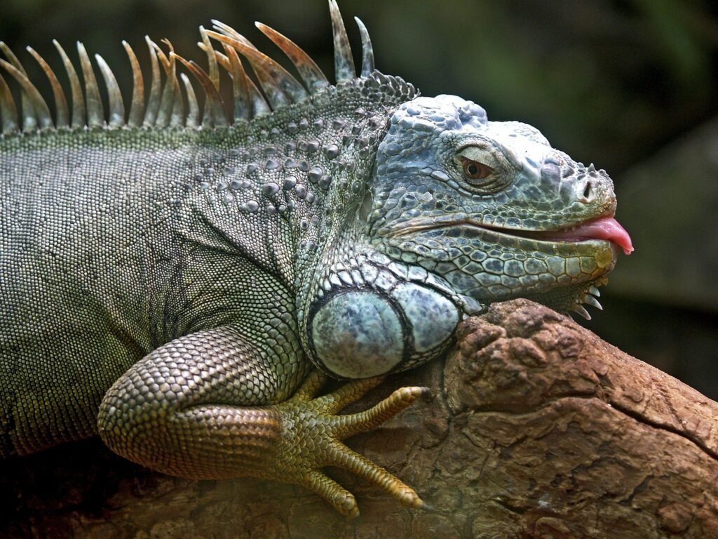 Iguana albina