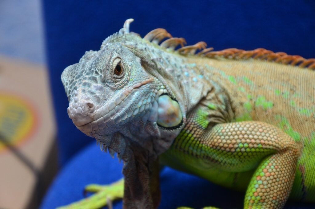¿Cuánto vive una iguana doméstica?