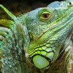 Imagen de una iguana adulta en su terrario