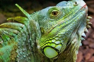 ¿Cuánto vive una iguana doméstica y de qué depende su esperanza de vida?