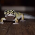 gecko leopardo macho y hembra diferencias.