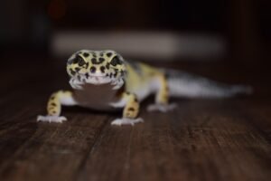 Cómo Saber si tu Gecko Leopardo es Macho o Hembra