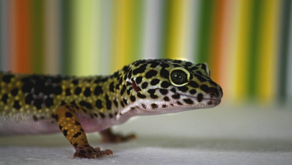 ¿Cuánto vive un gecko leopardo?