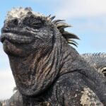 Salmonella en la iguana