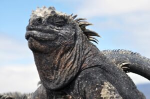 Qué función cumple la bacteria Salmonella en la iguana