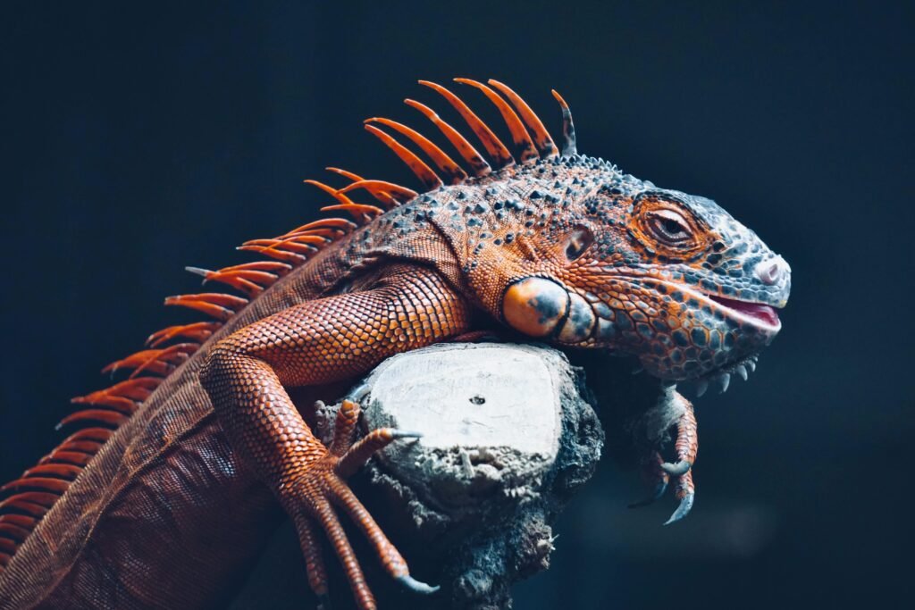 Curiosidades de la Iguana naranja