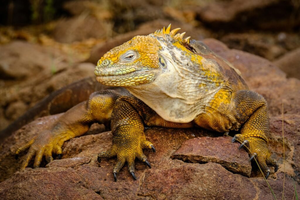 Iguana Galápagos