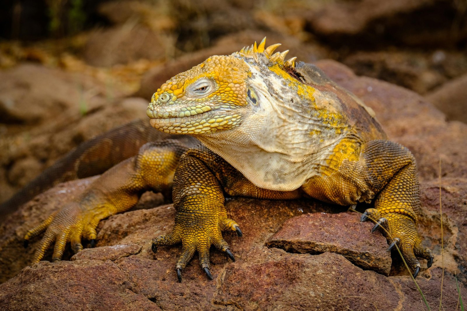 Iguana Galápagos