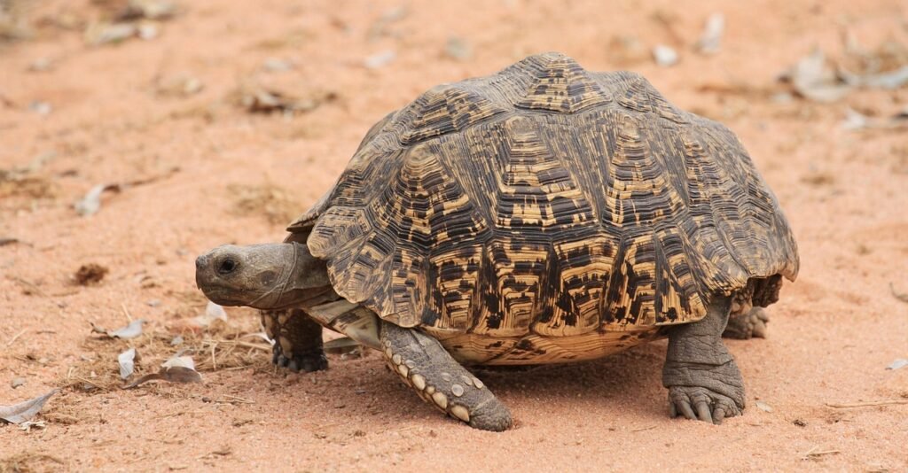 Tortuga mediterranea