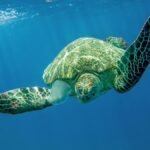 Tortuga marina nadando