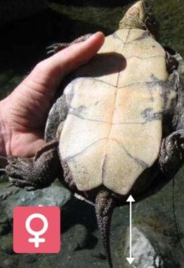 Cola tortuga hembra