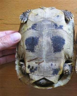 Tamaño tortuga hembra