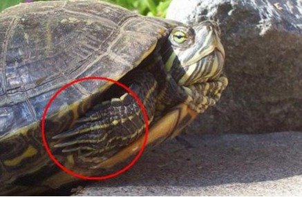 Uñas tortuga hembra