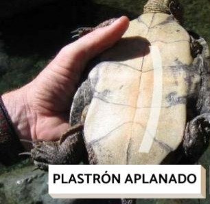 Plastrón hembra