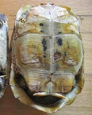 Tamaño tortuga hembra