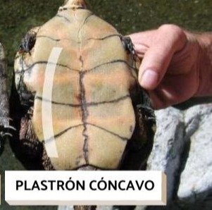 Plastrón macho