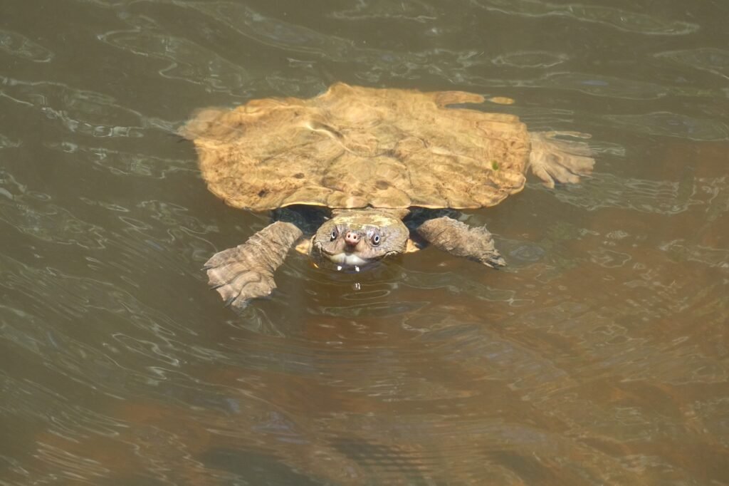 Tortugas de agua dulce