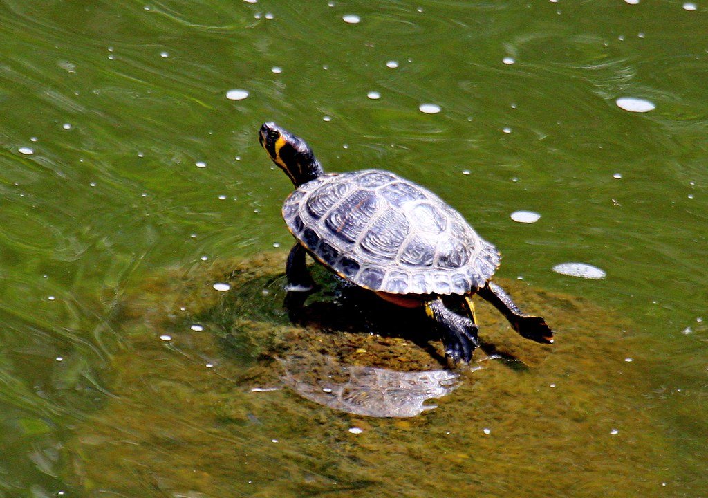 Tortuga de agua hibernando
