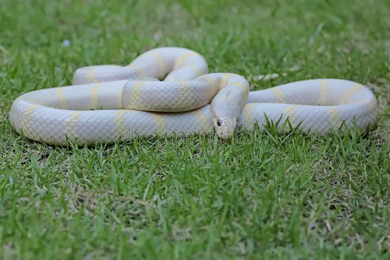 Serpiente Rey (Lampropeltis spp.)