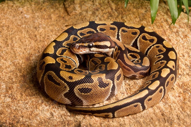 Ball Python (Python regius)