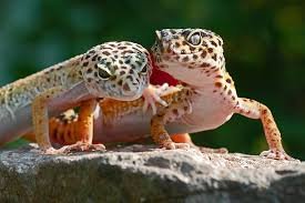 Geckos leopardo