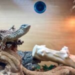 Terrario para iguanas de madera de calidad