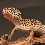 Gecko leopardo no come