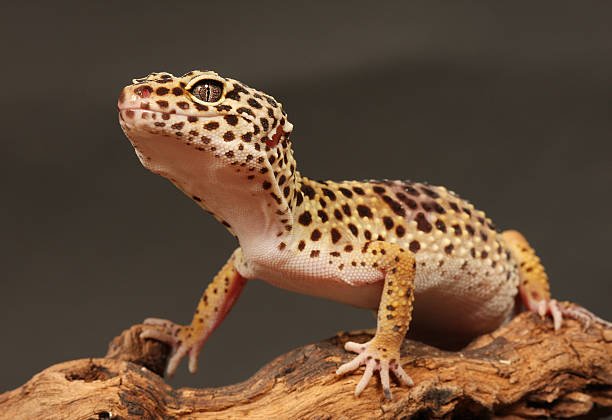 Gecko leopardo no come