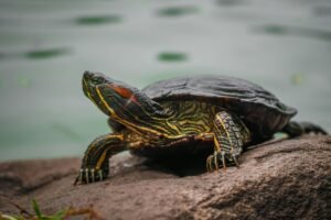 ¿Cómo saber si mi tortuga de agua está hibernando? Guía completa para reconocer la hibernación