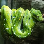 ¿Como saber si una serpiente es venenosa o no?