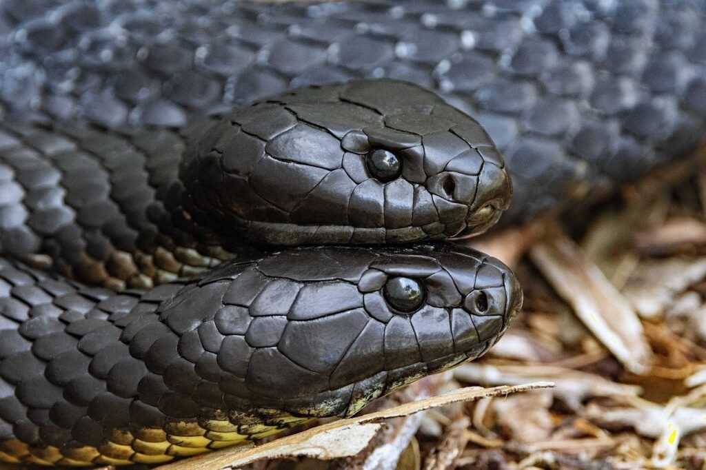 Ojos de serpiente

