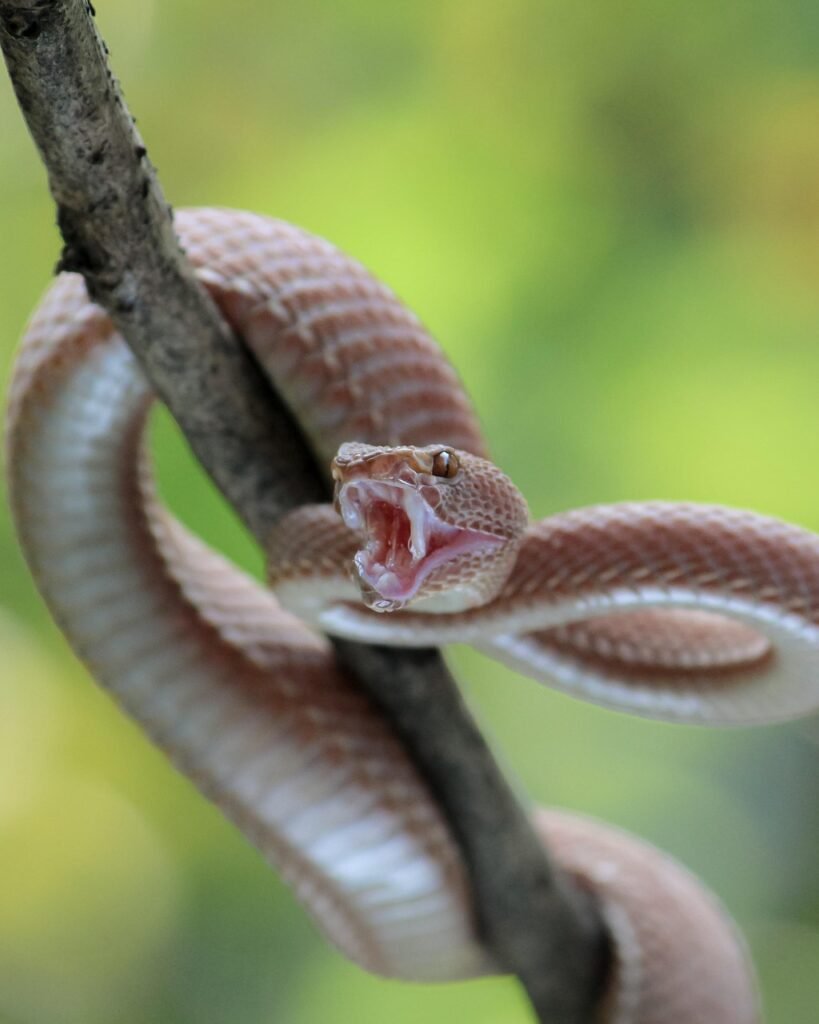 Serpiente peligrosa
